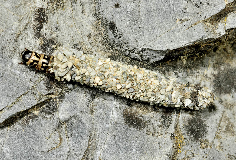 Psychidae: Typhonia ciliaris